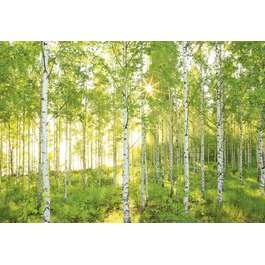 FOTOTAPEET 8-519