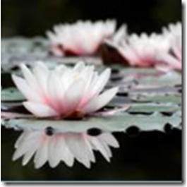 KLAASPILT 50X50CM 0363