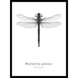 PILT LORNA KIIL 30X40CM MUST VALGE