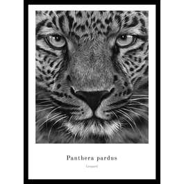 PILT LORNA LEOPARD 30X40CM MUST VALGE