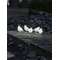 LUMINAIRE 5 BIRDS 40 LED LUMINAIRE 5 BIRDS 40 LED