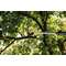 OKSALÕIKUR FISKARS POWERGEAR 1,5M UPX82 OKSALÕIKUR FISKARS POWERGEAR 1,5M UPX82