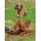 PLASTVÕRK PET TR green 1X5 M PLASTVÕRK PET TR green 1X5 M