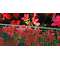 PLASTVÕRK QUADRA green 1X5 M
