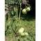 TAIMETUGI TOMATITELE 1800 MM vihreä SPIRAAL TAIMETUGI TOMATITELE 1800 MM vihreä SPIRAAL
