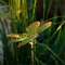 VALGUSTI SOLAR 4 DRAGONFLY