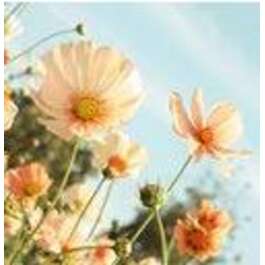 KLAASPILT 30X30CM GL304