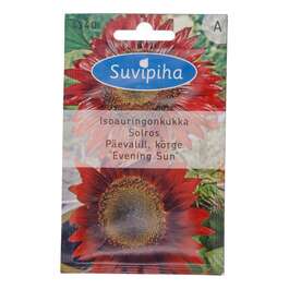SEEMNED SUVIPIHA PÄEVALILL RED EVENING SUN 2gr