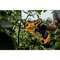 AKUOKSAKÄÄRID DEWALT DCMPP568N 18V ILMA AKUTA AKUOKSAKÄÄRID DEWALT DCMPP568N 18V ILMA AKUTA