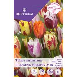 LILLESIBUL TULP FLAMING BEAUTY MIX 7TK