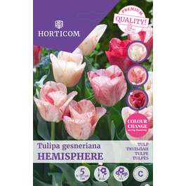 LILLESIBUL TULP HEMISPHERE 5TK
