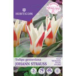 LILLESIBUL TULP JOHANN STRAUSS 5TK