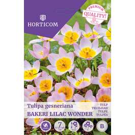 LILLESIBUL TULP BAKERI LILAC WONDER 7TK