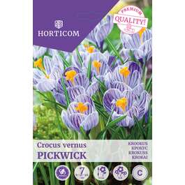 LILLESIBUL KROOKUS PICKWICK 7TK
