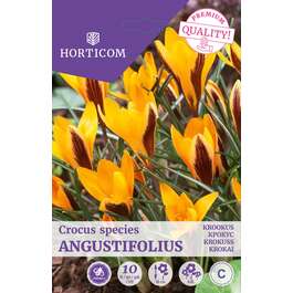 LILLESIBUL KROOKUS ANGUSTIFOLIUS 10TK