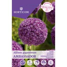 LILLESIBUL LAUK ALLIUM ANBASSADOR