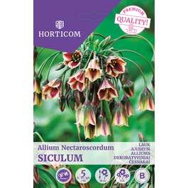 LILLESIBUL LAUK ALLIUM NECTAROSCORDUM SICULUM 5TK
