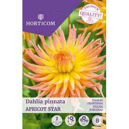 LILLESIBUL DAALIA APRICOT STAR