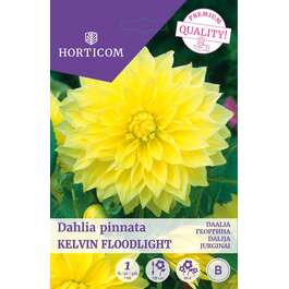 LILLESIBUL DAALIA KELVIN FLOODLIGHT
