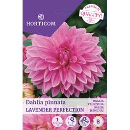 LILLESIBUL DAALIA LAVENDER PERFECTION
