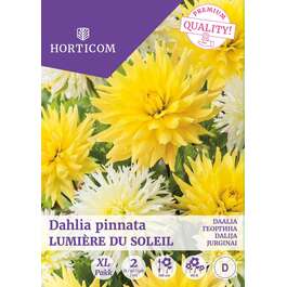 LILLESIBUL DAALIA LUMIERE DU SOLEIL/ 2tk