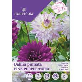LILLESIBUL DAALIA PINK PURPLE TOUCH/ 2tk