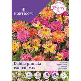 LILLESIBUL DAALIA PACIFIC MIX/ 2tk
