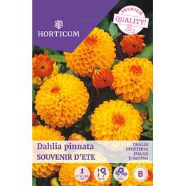 LILLESIBUL DAALIA SOUVENIR D´ETE