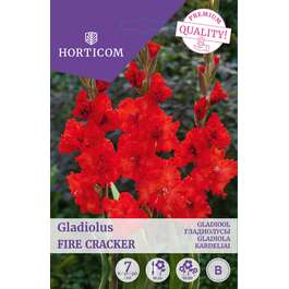LILLESIBUL GLADIOOL FIRE CRACKER/ 7tk
