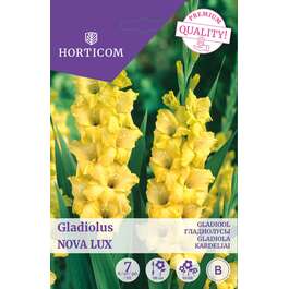 LILLESIBUL GLADIOOL NOVA LUX/ 7tk