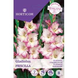 LILLESIBUL GLADIOOL PRISCILLA/ 7tk