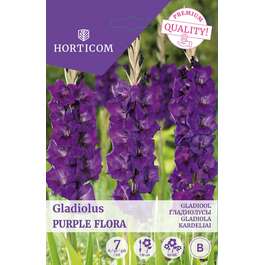 LILLESIBUL GLADIOOL PURPLE FLORA/ 7tk