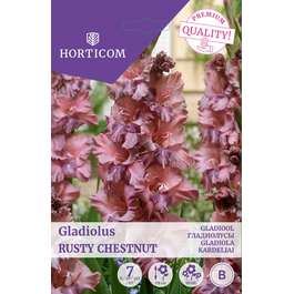LILLESIBUL GLADIOOL RUSTY CHESTNUT/ 7tk