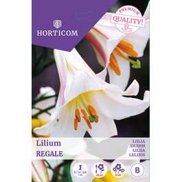LILLESIBUL LIILIA (SPECIAL) REGALE