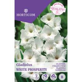 LILLESIBUL GLADIOOL WHITE PROSPERITY/ 7tk