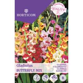 LILLESIBUL GLADIOOL BUTTERFLY MIX/ 7tk