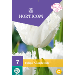 LILLESIBUL TULP NOORDEINDE 5TK