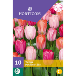 LILLESIBUL TULP POSITIVE VIBE 10TK