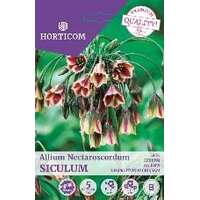 LILLESIBUL LAUK ALLIUM NECTAROSCORDUM SICULUM 5TK LILLESIBUL LAUK ALLIUM NECTAROSCORDUM SICULUM 5TK