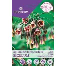 LILLESIBUL LAUK ALLIUM NECTAROSCORDUM SICULUM 5TK