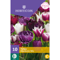 LILLESIBUL TULP BLUEBERRY MIX 10TK LILLESIBUL TULP BLUEBERRY MIX 10TK