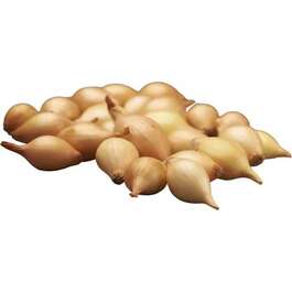 TIPPSIBUL CONTADO F1 21-24mm 500G TIPPSIBUL CONTADO F1 21-24mm 500G