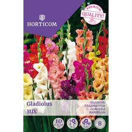 LILLESIBUL GLADIOOL MIX SUUREÕIELINE/ 10tk
