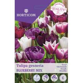 LILLESIBUL TULP BLUEBERRY MIX 7TK LILLESIBUL TULP BLUEBERRY MIX 7TK