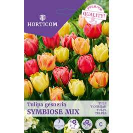 LILLESIBUL TULP SYMBIOSE MIX 7TK LILLESIBUL TULP SYMBIOSE MIX 7TK