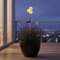 VALGUSTI SOLAR 1061528 48 LED DANDELION 78cm VALGUSTI SOLAR 1061528 48 LED DANDELION 78cm