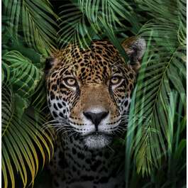 KLAASPILT 50X50 GR018